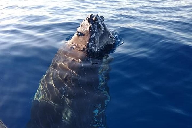Maui: Ultimate Whale Watch from Lahaina - Dolphins, calves, and other possible surprises