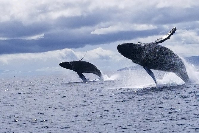 Maui: Ultimate Whale Watch from Lahaina - Conditions, comfort, and who should skip it
