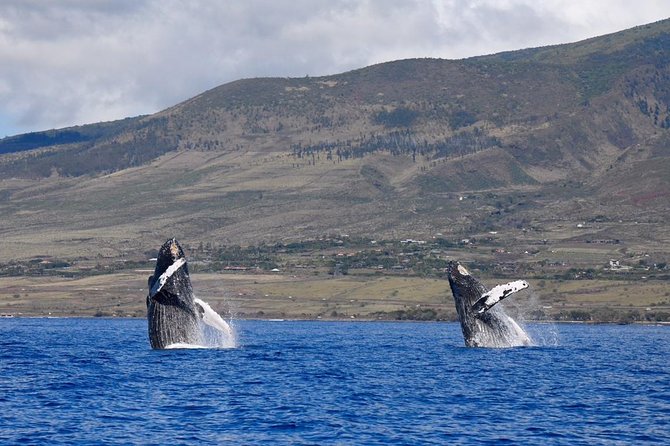 Maui: Ultimate Whale Watch from Lahaina - Leaving from 1229 Front Street at Lahaina Harbor