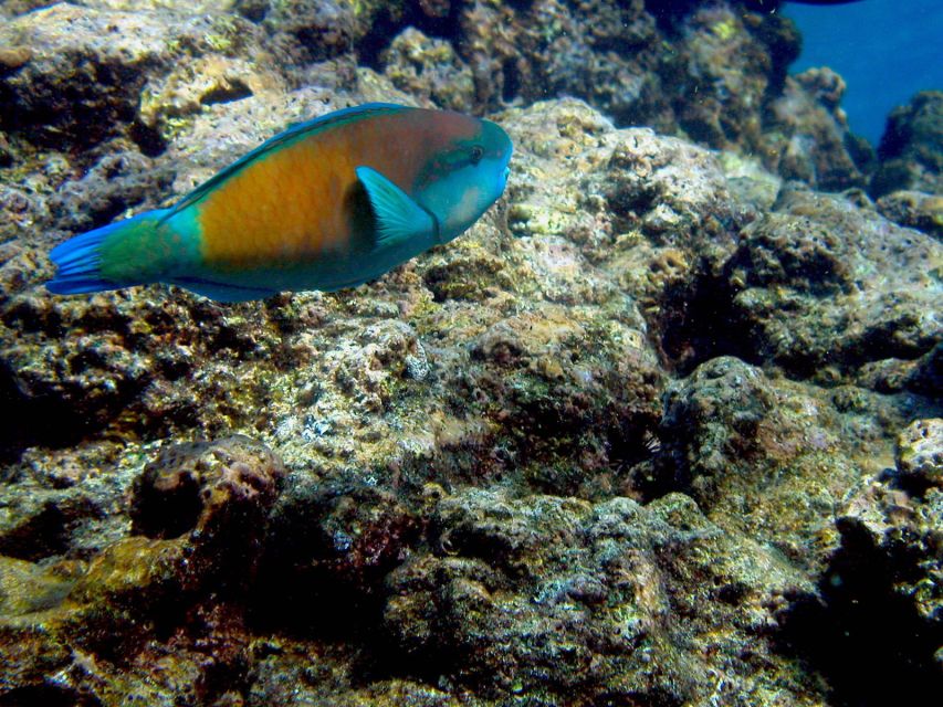 Maui: West Side Discovery Kayak & Snorkel from UKUMEHAME - Paddling 1.5 miles along the West Maui coast