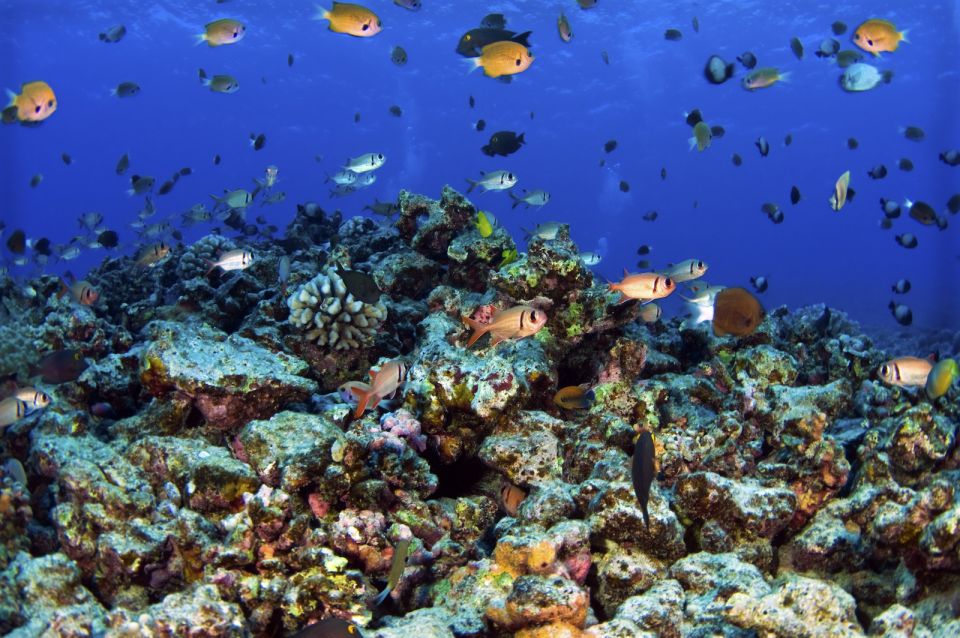 Maui: West Side Discovery Kayak & Snorkel from UKUMEHAME - Is $120 a fair price?
