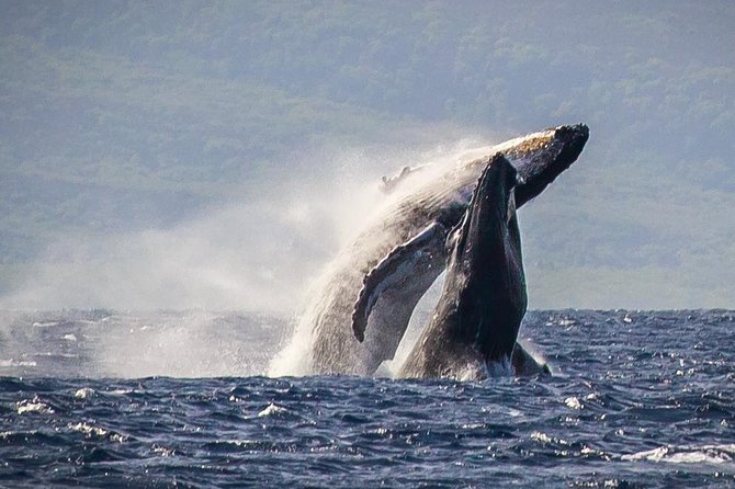 Maui: Whale Watching Cruise with Open Bar from Ka'anapali Beach - Why Maui’s winter whales make this cruise special