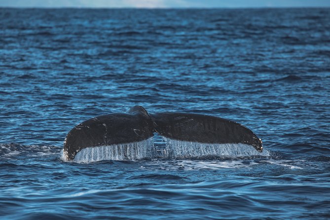 Maui: Whale Watching Cruise with Open Bar from Ka'anapali Beach - Is $115.85 a fair price?