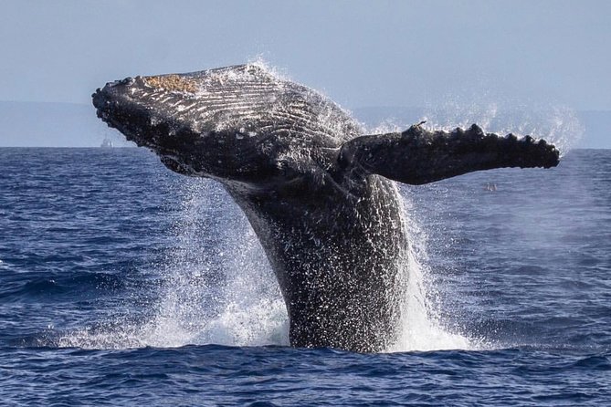 Maui: Whale Watching Cruise with Open Bar from Ka'anapali Beach - Timing, check-in, and weather concerns