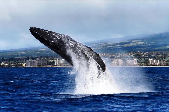 Maui: Whale Watching Cruise with Open Bar from Ka'anapali Beach - What the naturalist commentary adds