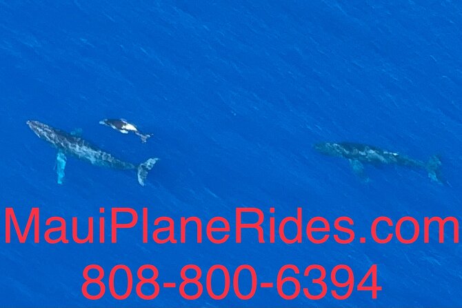 Maui Whale Watching -PRIVATE- Air Tour: (2-5 People): SEE WHALES! - Kihei, Kamaole Beach parks, and the south coast
