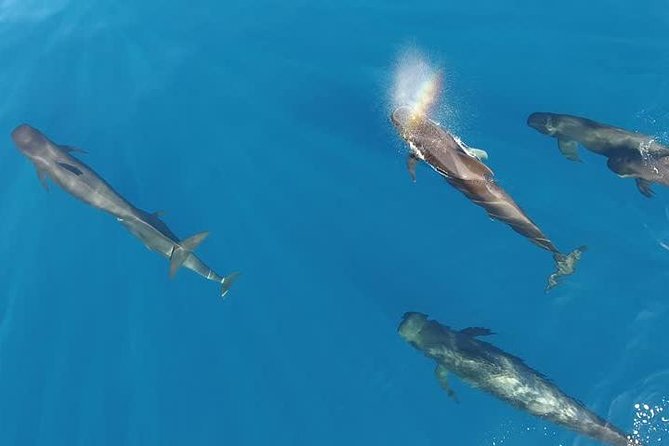 Maui Whale Watching -PRIVATE- Air Tour: (2-5 People): SEE WHALES! - Sugar Beach and the route toward the whales