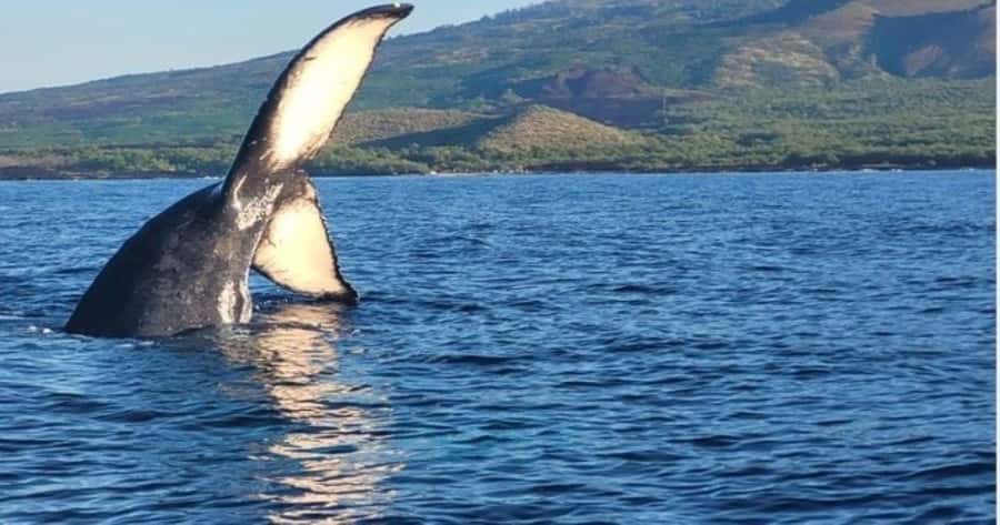Maui: Whale Watching Tour - 1.5 hours - Why the 90-minute format works well on Maui