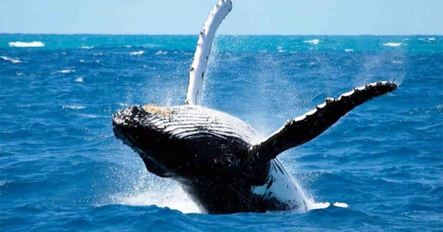 Maui: Whale Watching Tour - 1.5 hours - What you will see during the whale search