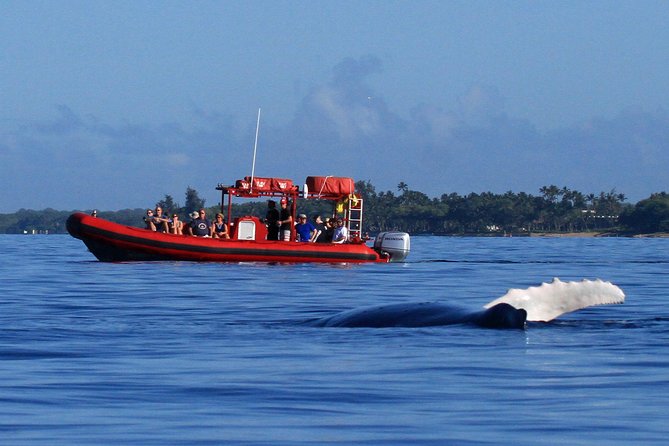 Maui Whale-Watching Tour by Raft from Kihei - Why this Kihei raft tour feels different