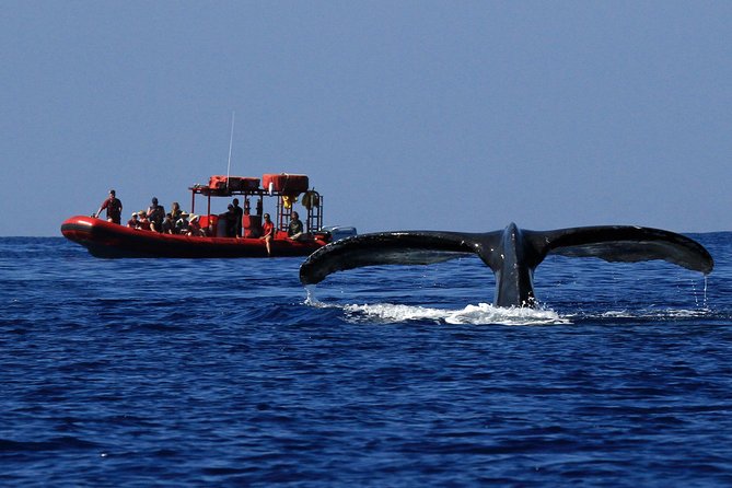 Maui Whale-Watching Tour by Raft from Kihei - Racing along Wailea and Keawakapu Beach