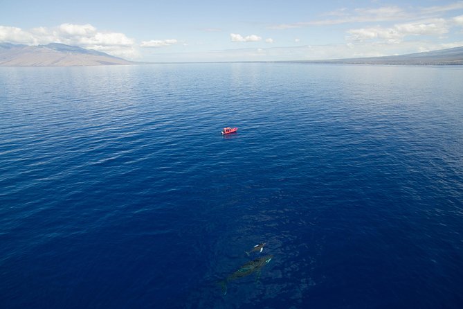 Maui Whale-Watching Tour by Raft from Kihei - Dolphins, turtles, and the wider marine search