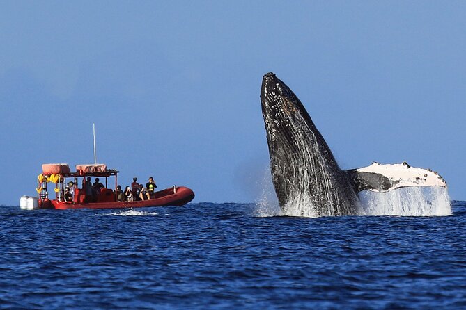 Maui Whale-Watching Tour by Raft from Kihei - What the 90-minute schedule means for you