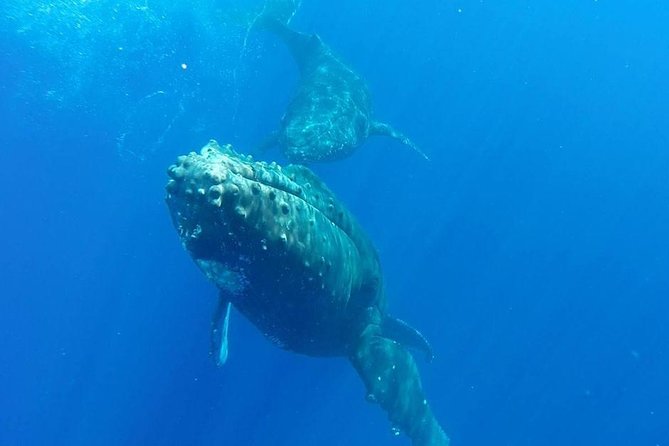 Maui Whale-Watching Tour by Raft from Kihei - Price and overall value at $84.14
