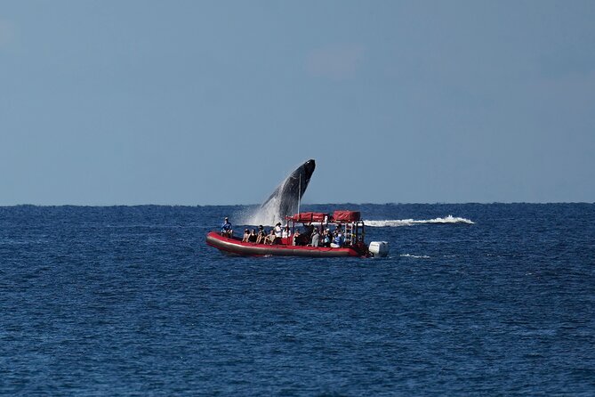 Maui Whale-Watching Tour by Raft from Kihei - Who should book this raft ride