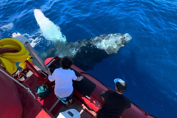 Maui Whale-Watching Tour by Raft from Kihei - Watching humpbacks from a close raft