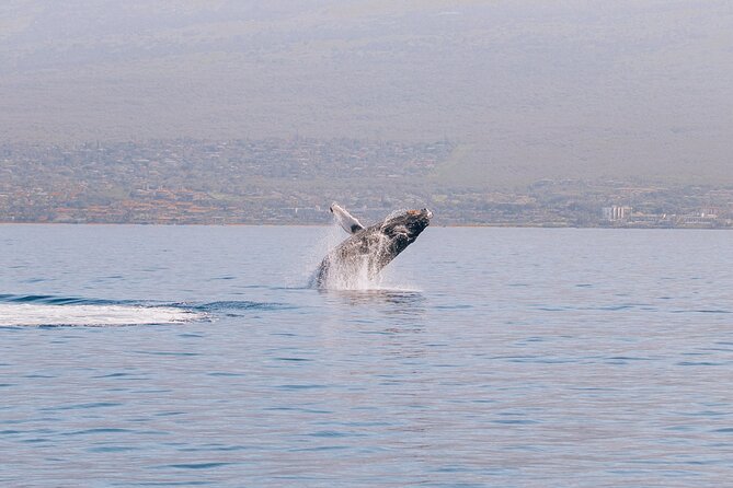 Midday Whale Watch: Mā’alaea Harbor - Key points to know before you book