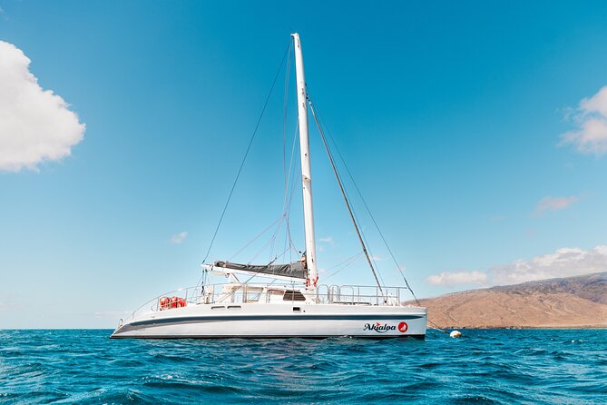 Midday Whale Watch: Mā’alaea Harbor - How the price compares in practical terms