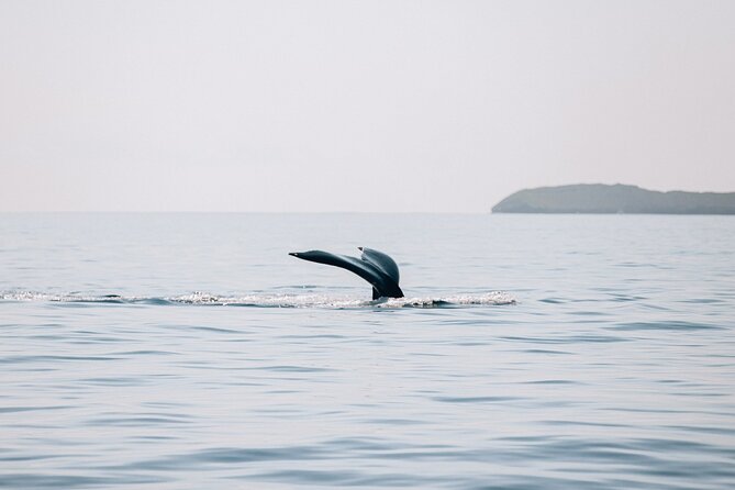 Midday Whale Watch: Mā’alaea Harbor - Practical details that make the day easier