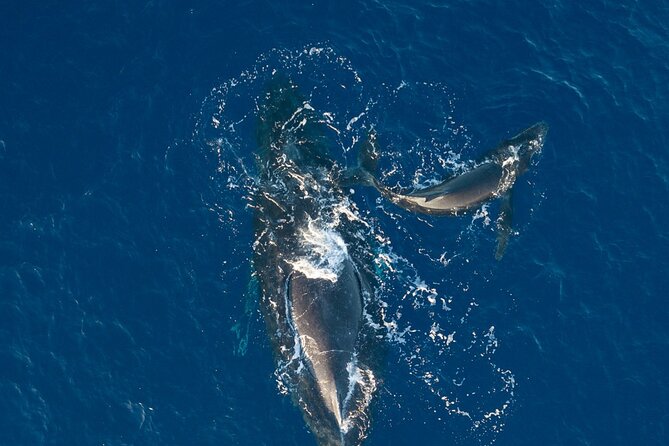 Midmorning Whale Watch from Lahaina Harbor - What the whale encounters can be like