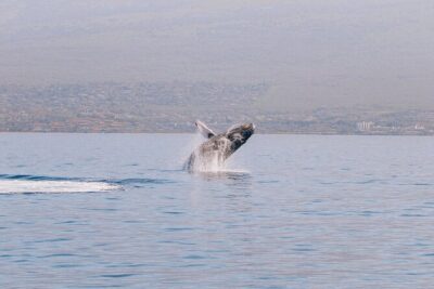 Midmorning Whale Watch from Lahaina Harbor