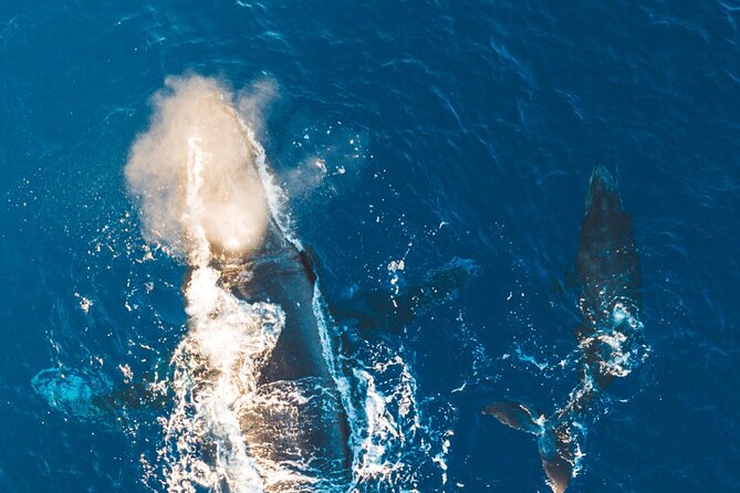 Midmorning Whale Watch from Lahaina Harbor - The small-group advantage on the boat