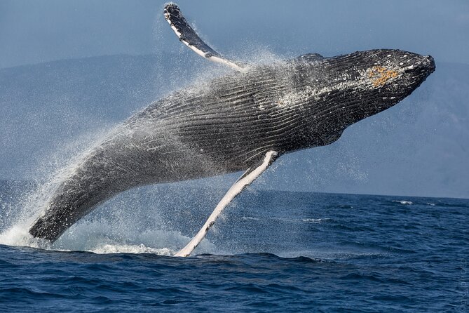 Midmorning Whale Watch from Lahaina Harbor - Booking, weather, and cancellation details