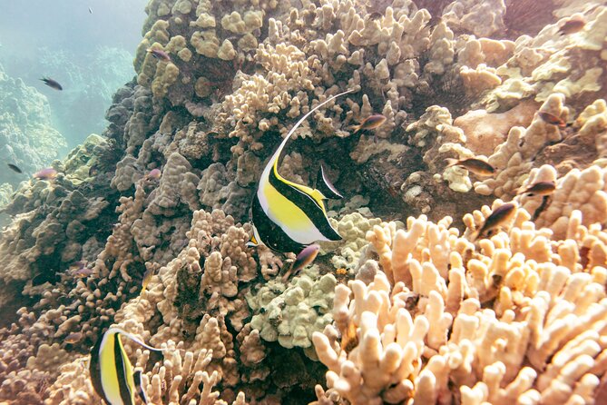 Molokini Crater Snorkel & Whale Watch Adventure (Dec 15-Mar 30) - The crew makes the biggest difference for beginners