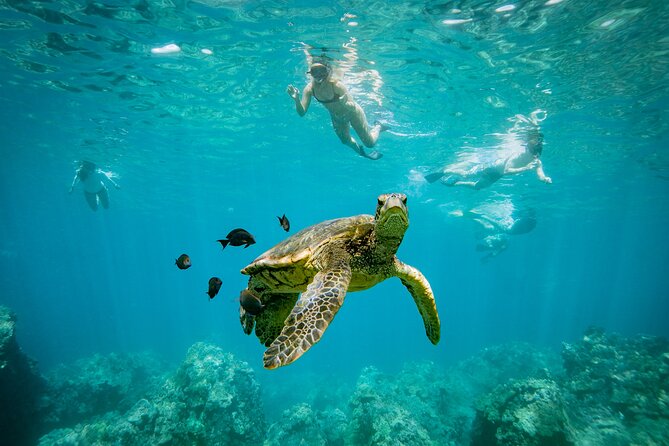 Molokini Crater Snorkel & Whale Watch Adventure (Dec 15-Mar 30) - Molokini is not Turtle Town