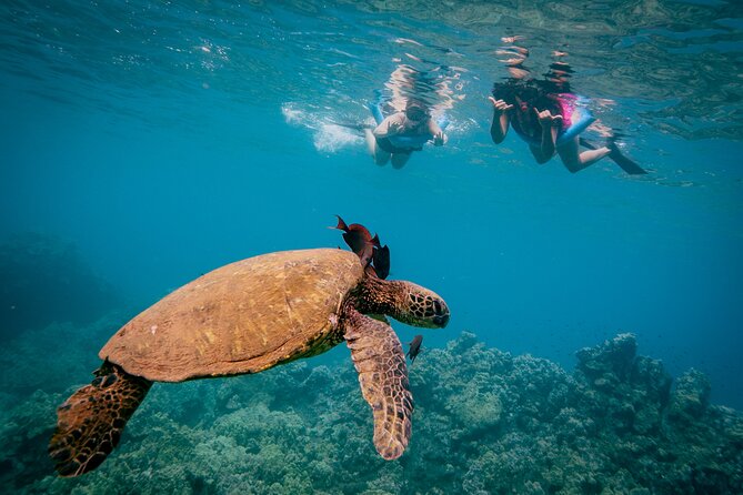 Molokini Crater Snorkel & Whale Watch Adventure (Dec 15-Mar 30) - Who should book this experience?