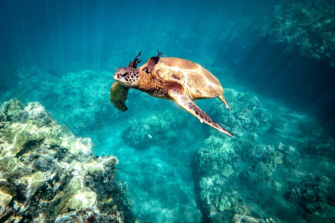 Molokini Crater Snorkel & Whale Watch Adventure (Dec 15-Mar 30) - What happens at Molokini Crater