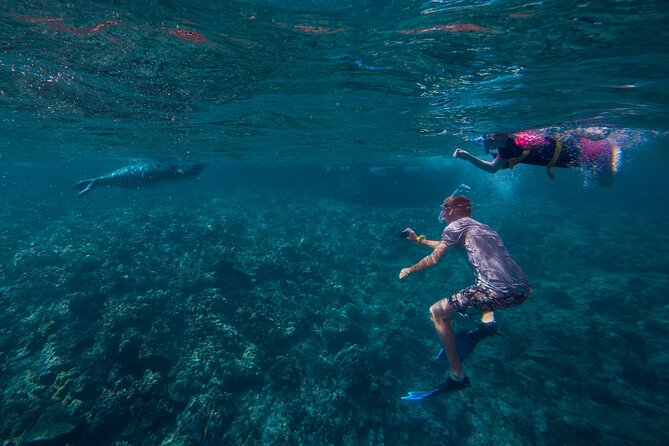 Molokini Snorkel and Performance Sail: Mā’alaea Harbor - The real value of the $200 price