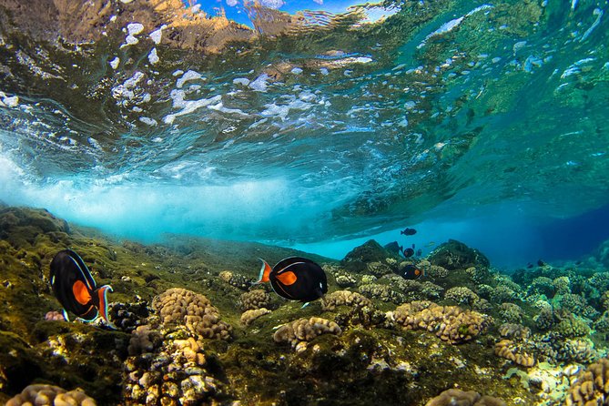 Molokini & Turtle Adventure: Small Group from Ma'alaea Harbor - Molokini Crater, Maui’s clear-water target