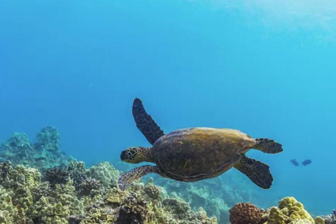 Molokini & Turtle Adventure: Small Group from Ma'alaea Harbor - When Molokini is not safe