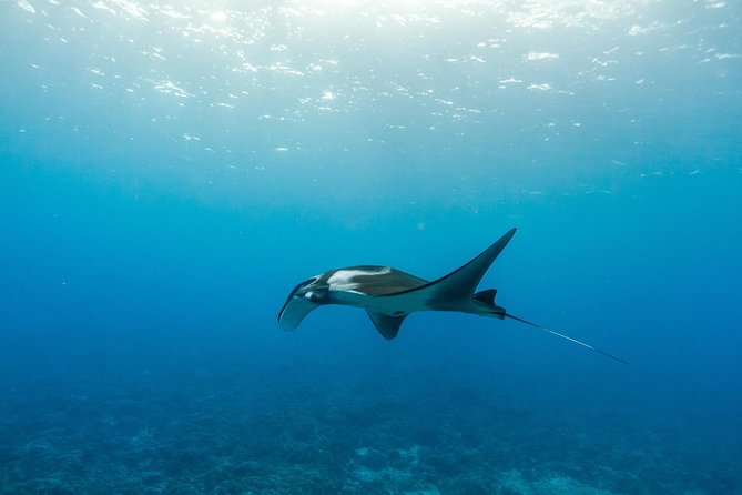 Molokini & Turtle Adventure: Small Group from Ma'alaea Harbor - Turtles, fish, and the chance to see whales