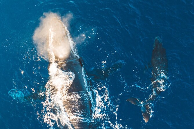 Morning Whale Watch: Lahaina Harbor - Coffee, pastries, fruit, and drinks on board