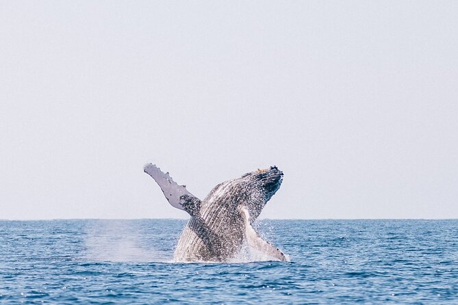 Morning Whale Watch: Lahaina Harbor - Finding a good place to sit