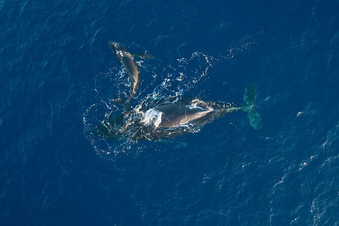 Morning Whale Watch: Lahaina Harbor - Why the ʻAuʻau Channel matters for whale watching