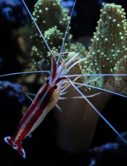 Night Time Snorkel At Turtle Town With Lights And Stars - Is $129 a fair price?
