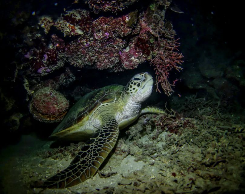 Night Time Snorkel At Turtle Town With Lights And Stars - Getting fitted for lights and water gear