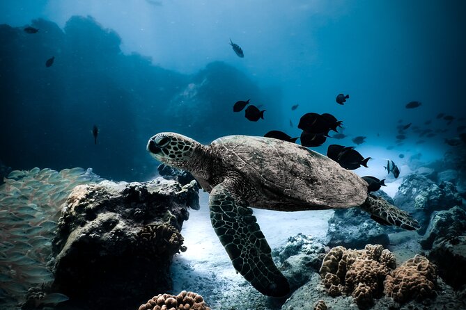 Night-Time Snorkel at TurtleTown with Stars, Lights, and Photos - Key Points Before You Book