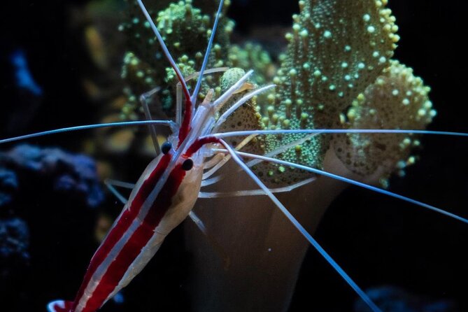 Night-Time Snorkel at TurtleTown with Stars, Lights, and Photos - Equipment, Comfort, and Safety