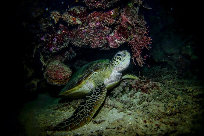 Night-Time Snorkel at TurtleTown with Stars, Lights, and Photos - How Much Value Do You Get for $119.20?