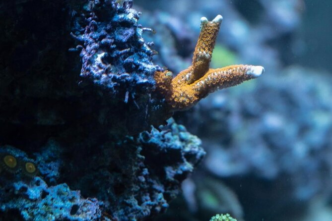 Night-Time Snorkel at TurtleTown with Stars, Lights, and Photos - Practical Details That Matter