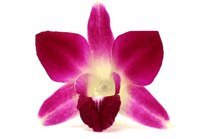 Orchid Airport Lei Greeting (Maui, Kahului Airport, OGG) - A gentle Hawaiian welcome before the bags