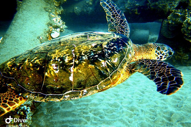 PADI Scuba Lesson and Shore Dive in Maui - Weather, cancellation, and practical planning