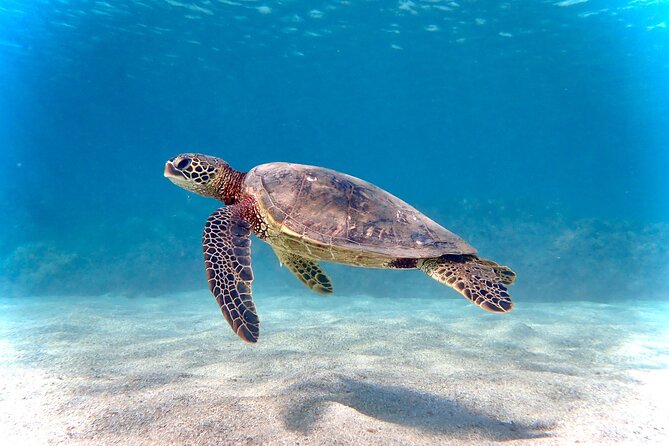 Private and Personalized Scuba Diving Adventures for All Experience Levels - Key points to know before booking