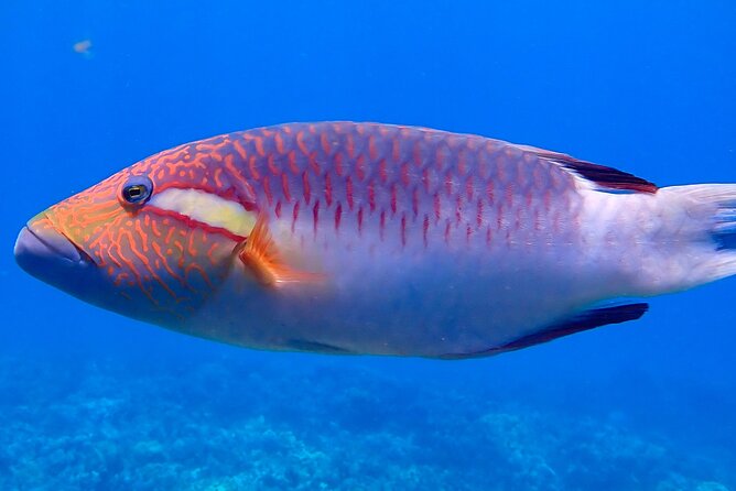 Private and Personalized Scuba Diving Adventures for All Experience Levels - Kahekili Beach Park: reef time without a boat ride