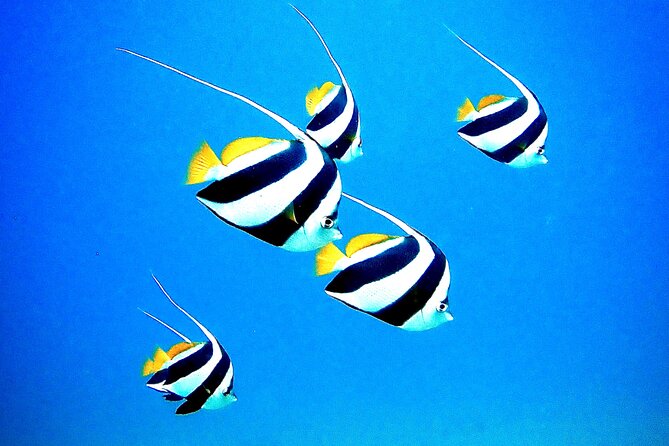 Private and Personalized Scuba Diving Adventures for All Experience Levels - Beginners receive the strongest benefit