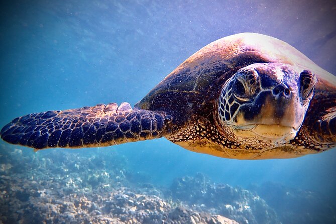 Private and Personalized Scuba Diving Adventures for All Experience Levels - What you might see beneath the surface